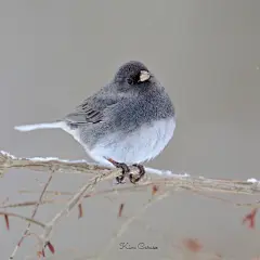 吸啾 早～今日元宵节，吸一款像芝麻汤圆一样可爱的小啾吧～暗眼灯草鹀，主要繁衍栖息地在北美一带，深灰加雪白，非常低调高雅的配色～可惜在亚洲地区看不到，不过这种小啾的日文名特别美，叫做【雪姬鸟】。（话说大家喜欢什么味的汤圆？我只吃芝麻和花生的～） ​​​​