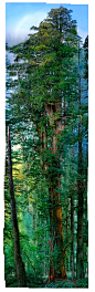 至少有1500年的历史，在加利福尼亚的大草原溪红木国家公园，一个300英尺的树干。这张照片由迈克尔，尼克尔斯，是一个由84幅图像拼接。