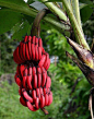 Red bananas - SEE MORE, HERE: http://www.wonderphul.com/ #瓜果#