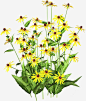 野菊花免抠png素材_新图网ixintu.com