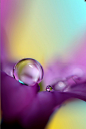 #微距#  #色彩# 
"Drops of Spring Colour" by Sharon Johnstone | Redbubble