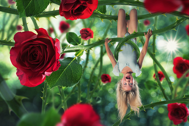 Photograph The rose&...