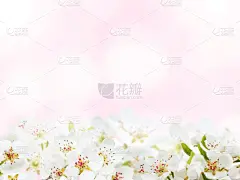 春天,白色,苹果,可爱的,贺卡,复活节,清新,梨,柔和色,苹果花