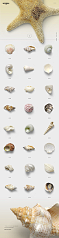 150个超高像素 贝壳 海螺 海星 海马 海洋主题 合集透明背景 PNG素材合集 150 Shells Bundle - 150 Shells Bundle (Isolated Objects) 2350525 (6).jpg
