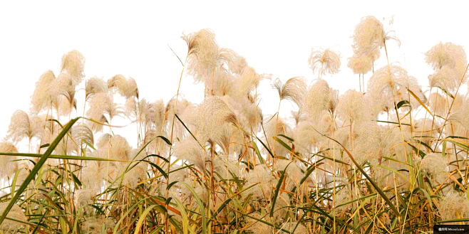 一片 芦苇荡 其他元素免抠png图片壁纸
