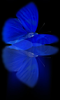 Blue Butterflies | Cobalt Blue