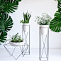 low plant stand: 