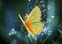 30张精美华丽的Android系统桌面壁纸