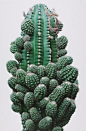 cactus: 