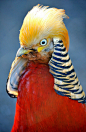 Golden Pheasant by The Adventurous Eye on Flickr.