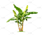 孤立的大香蕉树在白色的背景。大型香蕉树数据库植物园组织元素的亚洲自然在泰国，热带树木孤立用于设计，广