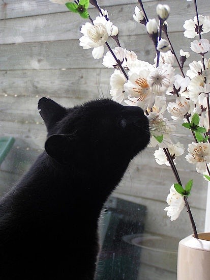black cat and white ...