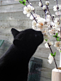 black cat and white flowers