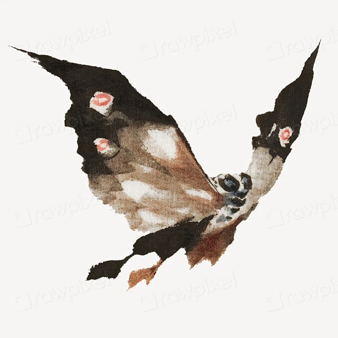 Hokusai’s moth, Japanese insect illustration. Remastered by rawpixel. -花瓣网