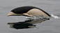 Southern Right Whale Dolphin: They look like an orca whale mixed with an Infinity and a yin-yang. The Blue Planet Society tweeted this photograph of one taken by Pablo Caceres off the coast of Valparaiso, Chile. This is one glorious-looking animal.