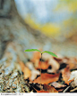 绿芽生命-落叶中的橡树幼苗