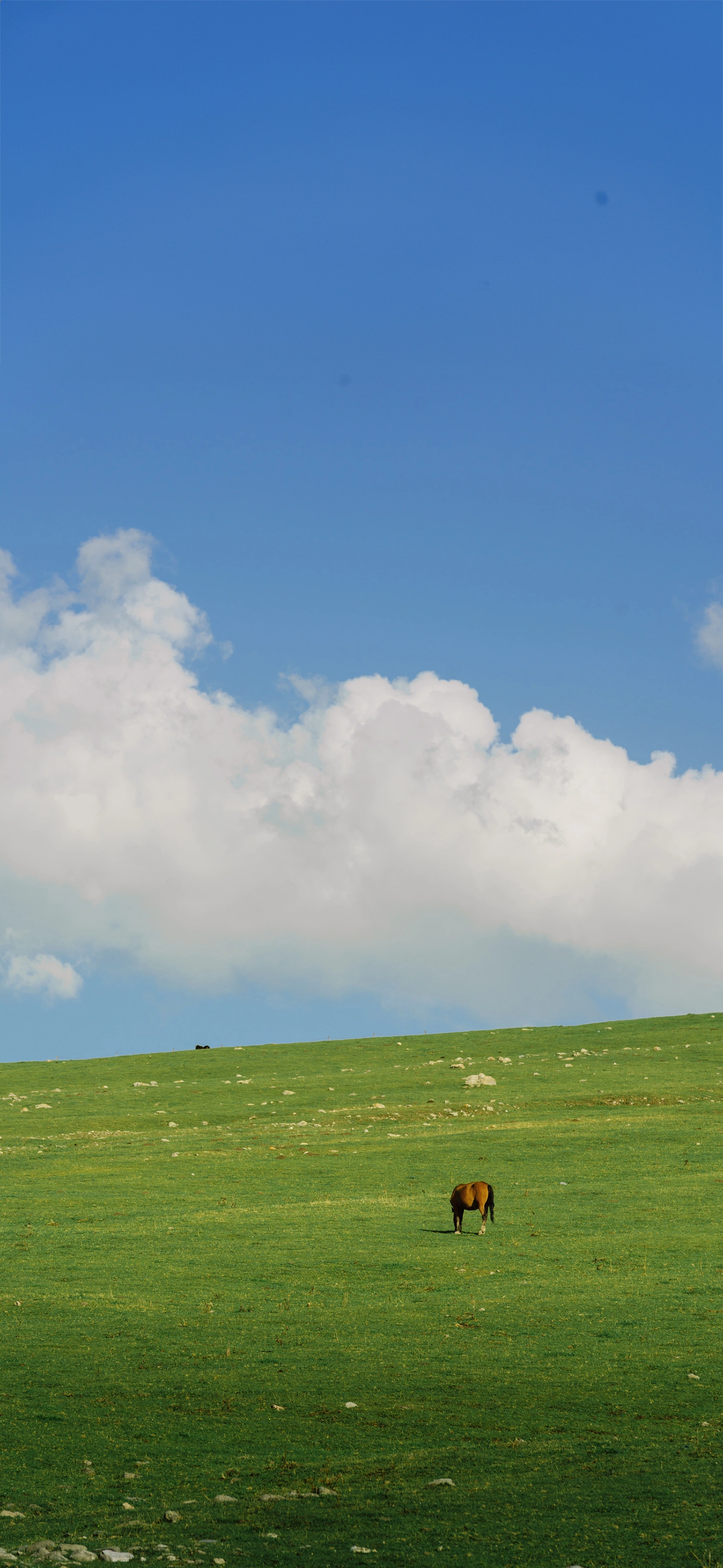 又发现一张还不错的手机壁纸