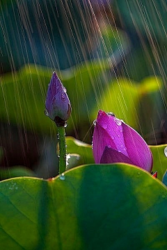 花开花落♪采集到花