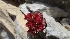 红星