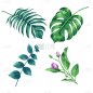 手绘植物树叶元素