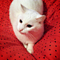 来自Marina Ćorić的猫。雪白，慵懒，无限迷人。