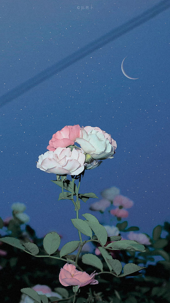 #摄影（花）#
