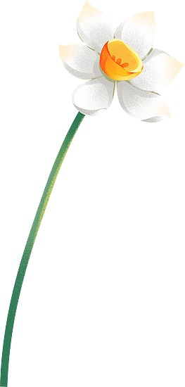 花 白花 插画花