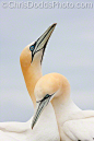 Photograph Northern Gannets SPOONING by Christopher Dodds on 500px