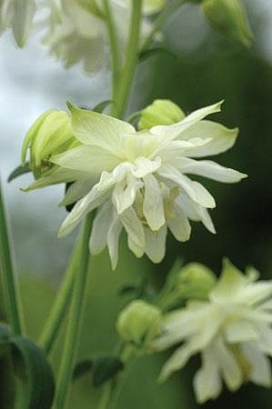 耧斗菜的石灰冰沙”
aquilegia ...