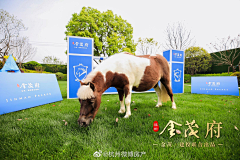 花儿炸鸡采集到萌宠大联盟