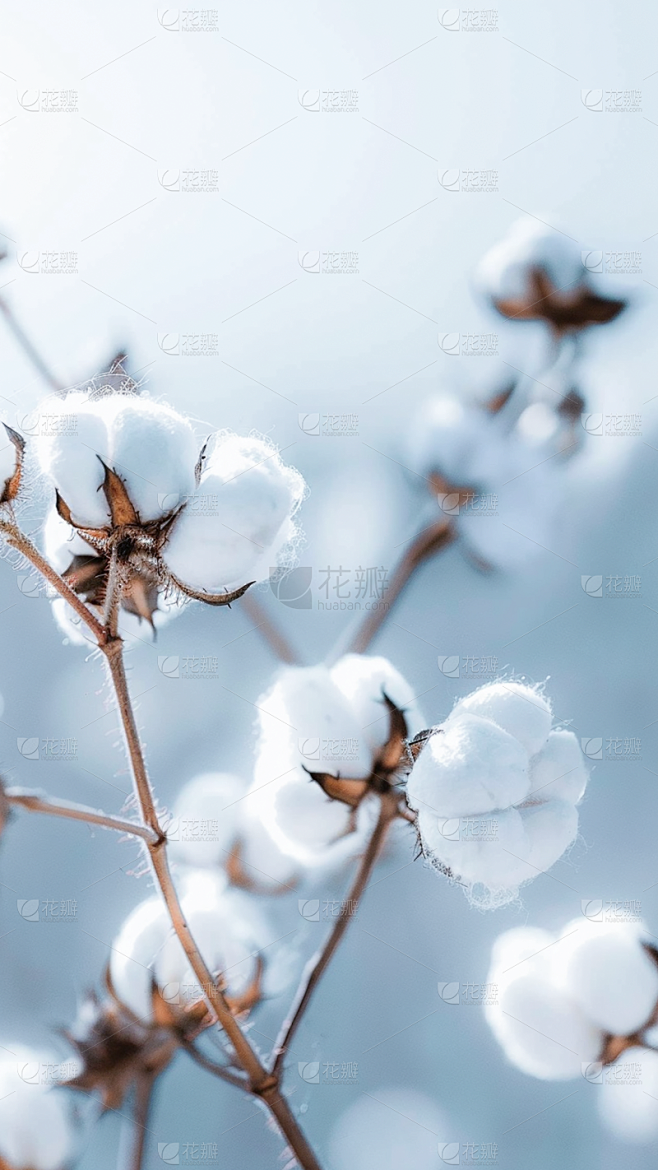植物实景白色多枝棉花枝场景背景图片素材