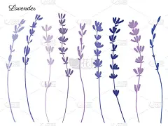 薰衣草花手绘涂鸦矢量彩色剪影孤立在白色，草本复古图形收集，设计包装茶，天然有机产品，医药，化妆品，贺