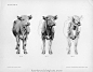 牛的解剖 - 画师资料库 - 博客大巴