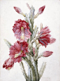 雷杜德（Pierre-Joseph Redouté）是比利时（也说是法国画家，雷杜德实际出生于比利时，但是一生中大部分的时间都在法国居住，许多花卉作品也是在法国完成）著名花卉画家，以各种精美的花卉水彩画闻名于世。雷杜德尤其善于画玫瑰和百合，被喻为“花之拉斐尔”。