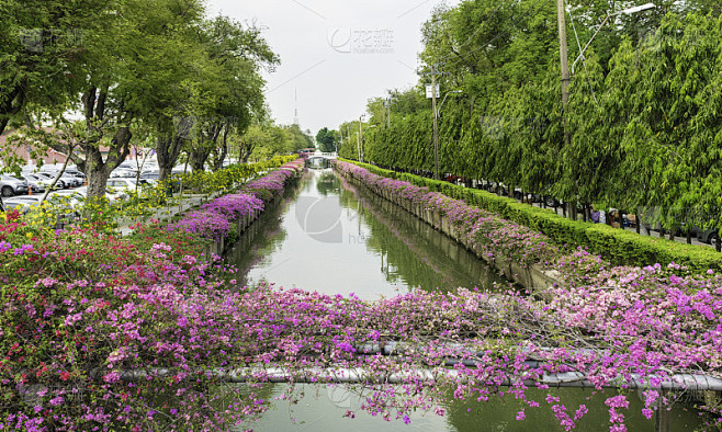 一条长长的运河，盛开着夏天的九重葛花。