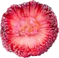 webp (5)