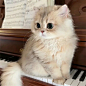 猫猫头像