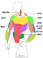 #优动漫好料推荐# 【画法教程】人体肌肉教程，知己知彼百战百胜，要画人体当然要了解骨骼啊肌肉等等的结构分布，此教程在讲解人体肌肉同时，教你如何绘制肌肉男！ ​​​​