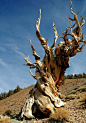 这棵被称为「Methuselah」的刺果松，其树龄高达6400岁。预计比金字塔还要老上200岁！生长在美国的加利福利亚，是现存世界上最老的一棵树。有机会去加利福利亚旅游的童鞋可以去看看啦~
