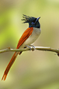 The Asian Paradise-flycatcher (Terpsiphone paradisi) | Flickr - Photo Sharing!