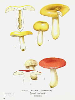 咖啡色小喵喵采集到爱丽丝