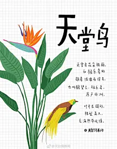 琴叶榕、龟背竹、天堂鸟，网红植物前三名，摆在哪里都好看，但是却难养，制作了《网红植物饲养手册》送给你们。 ​​​​