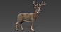 White Tailed Deer (Fur), Stynsour : Photo realistic White Tailed Deer (Fur) 3D Model.
Bellow is my this 3D model link for further details.

White Tailed Deer (Fur)
https://www.turbosquid.com/3d-models/white-tailed-deer-2-3d-model-1257737

White Tailed Dee