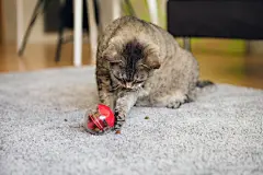 点击来源直接获取大图文件 |Active mature cat is playing at home with special ball dispenser with kibble inside that slowly drops out when cat pushes it. Playful kitty having fun with slow feeder toy full of food inside.