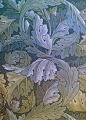 blueacanthus William Morris