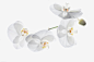 影棚拍摄,白色,花,茎,头状花序_103332822_White orchids on stem_创意图片_Getty Images China