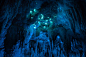 “微光洞穴” 新西兰一个岩洞里栖息着大量的萤火虫，摄影师 Joseph Michael 通过长时间曝光的方式获得了这些仿佛来自阿凡达星球的照片。（joemichael.co.nz）