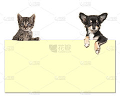 可爱的吉娃娃狗和虎斑猫抱着一个黄色的纸板与空间的文字在一个白色的背景