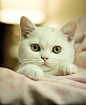 #喵星人##壁纸##宠物##猫#