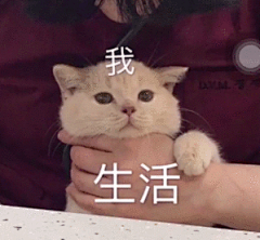 图片：我被生活扼住了脖子，抖音，萌猫表情包，情侣萌猫表情包.png，逗比拯救世界 : 在 Google 上搜索到的图片（来源：dbbqb.com）